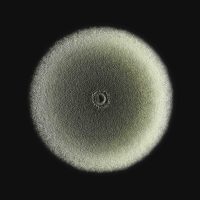 Aspergillus fumigatus sporulating colony Aspergillus fumigatus sporulating colony